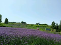 -曲江薰衣草庄园