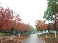 -羊山湖公园