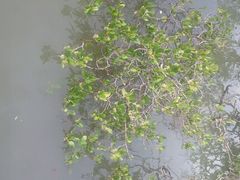 android_upload_pic-北海金海湾红树林生态旅游区