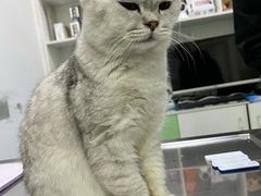 -汪喵宠物医院·骨科心脏影像·犬猫急重症ICU诊疗中心(成华分院)