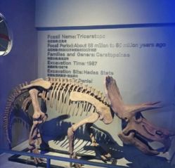 -恐龙探索乐园(磁器口店)