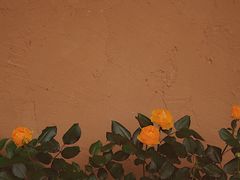 -杨家堂村