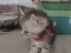-糯米喵星人总部直营旗舰店·猫舍·幼猫出售