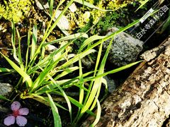 -白水寺森林公园