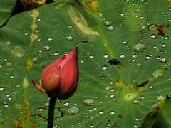 -上海市龙华烈士陵园