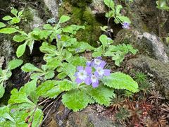 -苍山感通索道