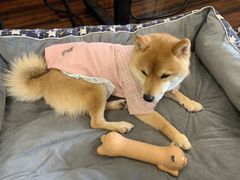 -豆柴町-柴犬主题狗咖(红鼎国际C座店)