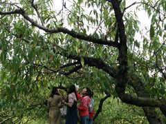 采桃胶-武汉世外桃源农庄