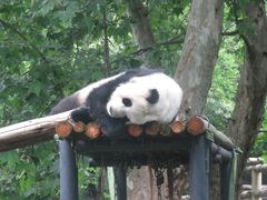 -成都动物园