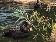 -花果山庄•现烤荔枝柴烧鹅