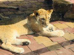 -大连森林动物园