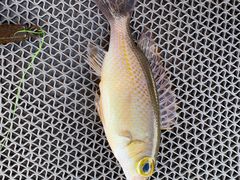 -小猫钓鱼海钓俱乐部(椰梦长廊店)