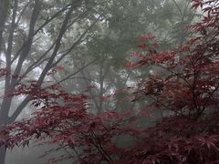 -洛阳白云山景区