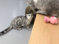 -嘉美宠物医院