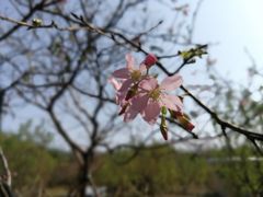 -天适樱花悠乐园