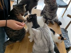 -平行世界·猫咖(首经贸店)
