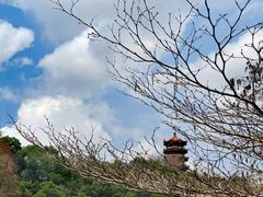 -深圳仙湖植物园
