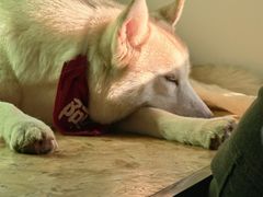 -Husky Go! 哈士奇体验馆·宠物咖啡厅狗咖