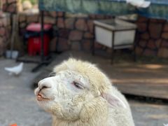 -J Create城市露营咖啡·简餐·宠物(上海动物园店)