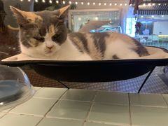 -有猫主题·治愈系猫咖(曾厝垵店)