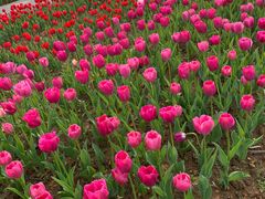 -杭州湾海上花田景区