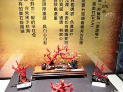 -东海珊瑚博物馆