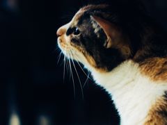 -猫咪博物馆(顶澳仔猫街店)