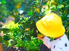 -前小桔亲子创意农场·草莓采摘·露营烧烤