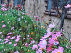 -叠溪松坪沟景区