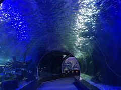 -江和美海洋公园