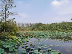 -溱湖国家湿地公园