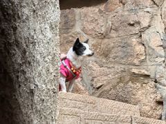 -鲁山国家森林公园