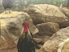 -幽岚山·童话森林