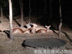 -清迈夜间动物园