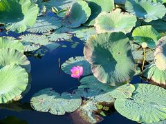 -长春市南湖公园