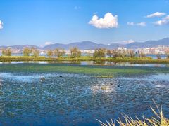 -洱海月湿地公园