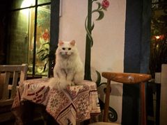 Anne猫窝咖啡屋-Anne猫窝咖啡屋