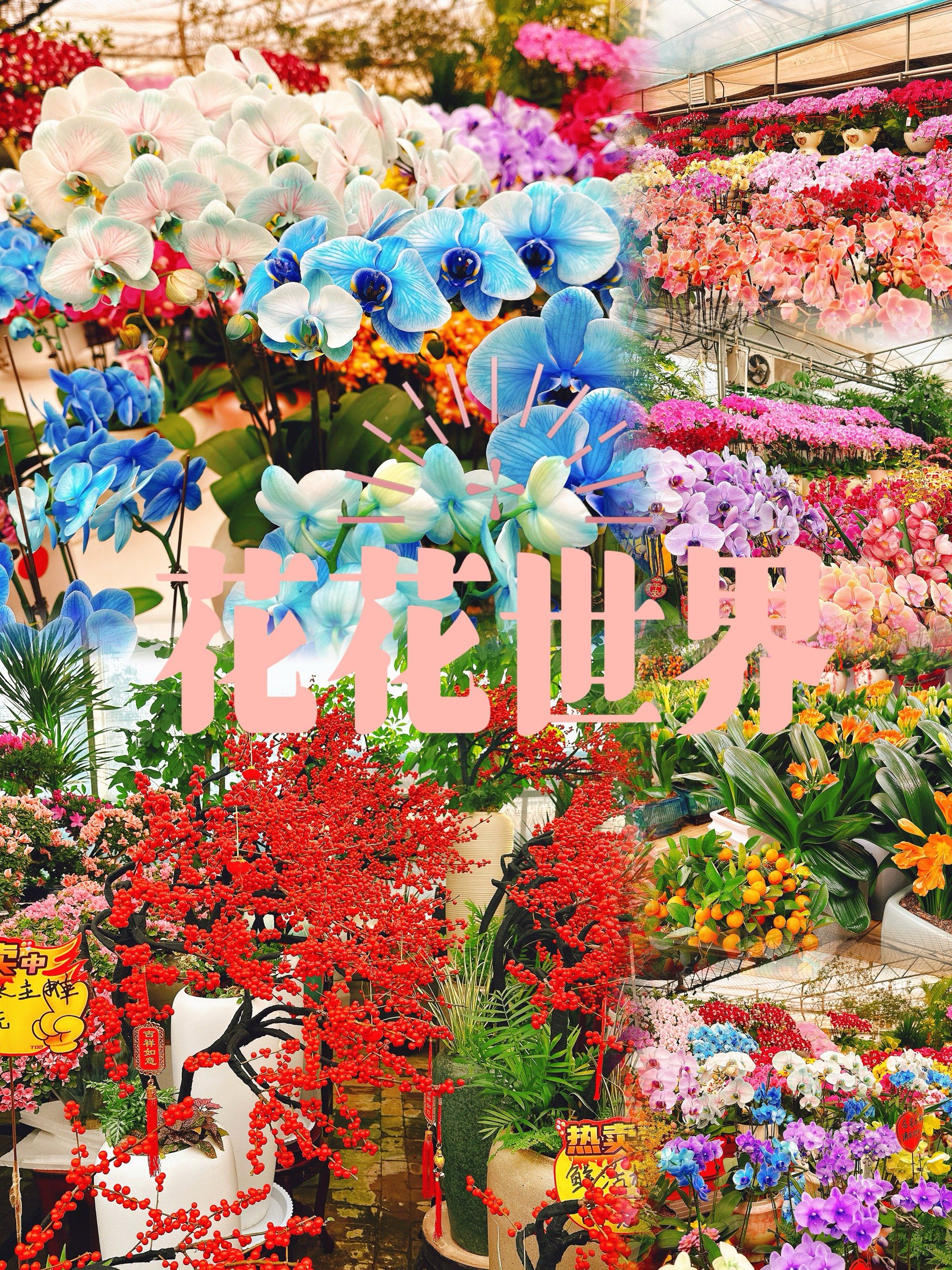 过年🧨好去处 花花世界