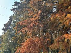 -上海海湾国家森林公园