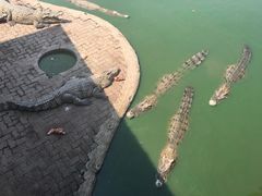 -是拉差龙虎园(Permanently closed)