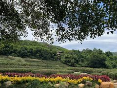 -雁南飞茶田景区