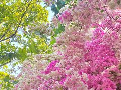 -深圳国际园林花卉博览园