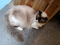 -猫色咖啡·猫咖