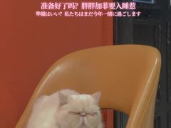 -猫色咖啡·猫咖