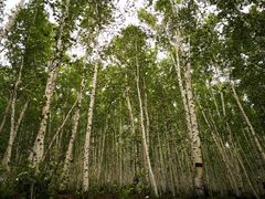 景点-莫尔道嘎国家森林公园