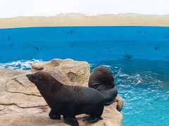 -秦皇岛乐岛海洋王国