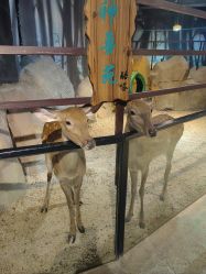 -酷嗒动物文化乐园(cutezoo西溪乐天城店)