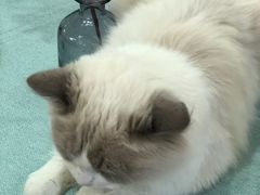 -鼓捣猫呢主题猫咖店