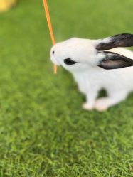 -萌宠亲子动物乐园(槐房万达店)