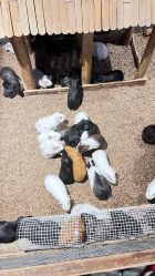 -酷嗒动物文化乐园(cutezoo西溪乐天城店)